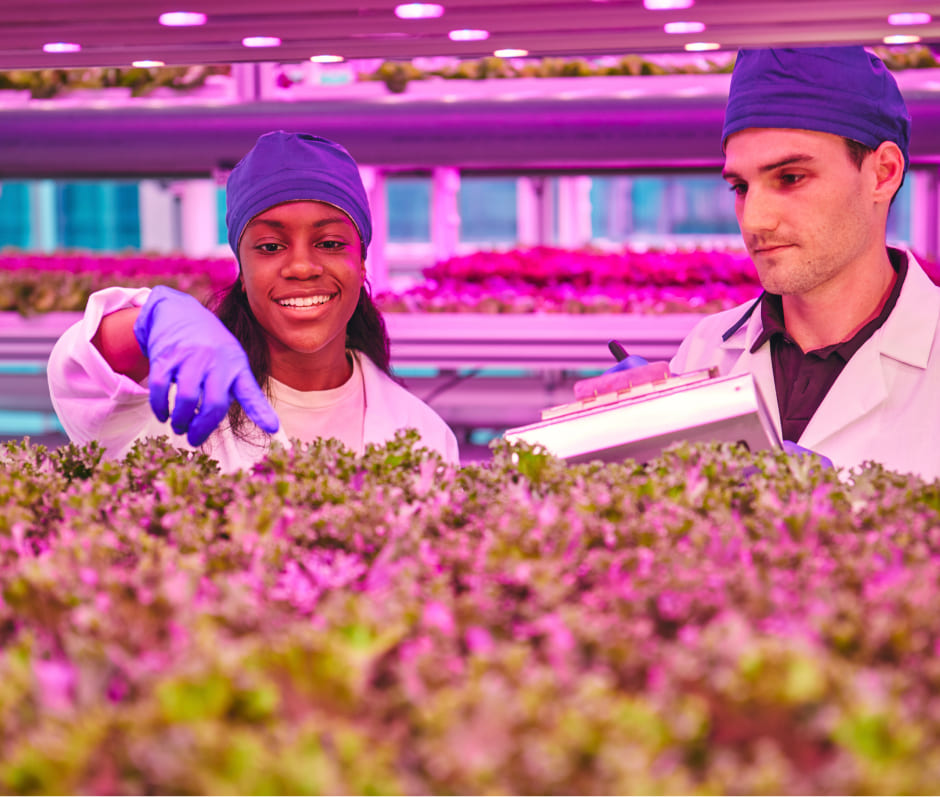 people working in the lettuce laboratory