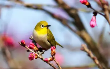 A small bird with a green back and white chest perches on a branch adorned with pink buds. The background is blurred, creating a peaceful atmosphere.