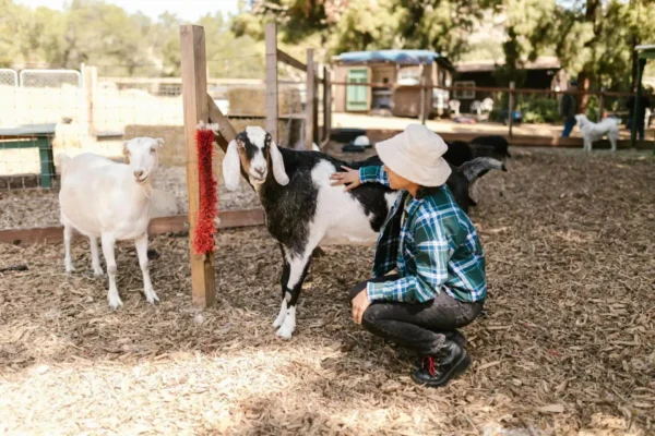 A person in a hat and plaid shirt kneels to pet a black and white goat at a sunny farm, while a white goat stands nearby. The setting is calm and rustic.